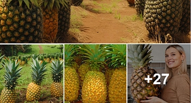 Gargantuan Delight: Exploring The Mystery Behind The Giant Pineapple