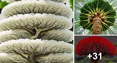 Unveiling The Fascination Of Dragon’s Blood Trees: The Mysterious Flora With A Unique Canopy And Abundant Crimson Resin