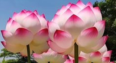 Floral Extravaganza – Magnificent Display of Beautiful Flowers