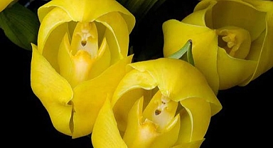 Here's a very happy yellow-faced sun orchid to help you start the week!